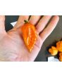Hot Pepper 'Orion RED CROSS' Seeds (Certified Organic)