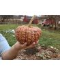 Pumpkin 'Black Futsu' Seeds (Certified Organic)
