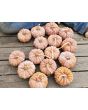 Pumpkin 'Black Futsu' Seeds (Certified Organic)