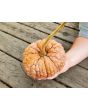 Pumpkin 'Black Futsu' Seeds (Certified Organic)