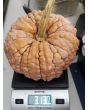 Pumpkin 'Black Futsu' Seeds (Certified Organic)
