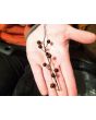 Moth Mullein Seeds (Certified Organic)