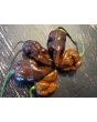 Hot Pepper ‘Chocolate Bastard' Seeds (Certified Organic)