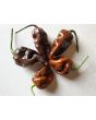 Hot Pepper ‘Chocolate Bastard' Seeds (Certified Organic)