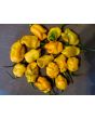 Hot Pepper 'Lemon Ghostly Jalapeno' Seeds (Certified Organic)
