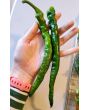 Hot Pepper ‘Hangjiao #5 (HJ5) Helix Nebula Space Chili’ Seeds (Certified Organic)