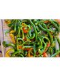 Hot Pepper ‘Hangjiao #5 (HJ5) Helix Nebula Space Chili’ Seeds (Certified Organic)