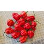 Hot Pepper 'Red 7 Pot’ Seeds (Certified Organic)