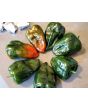 Hot Pepper 'Ancho Poblano' Seeds (Certified Organic)