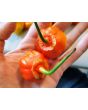 Hot Pepper ‘Bleeding Jack' Seeds (Certified Organic)