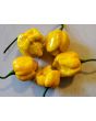 Hot Pepper ‘Trinidad Scorpion Orange’ Seeds (Certified Organic)