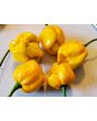 Hot Pepper ‘Trinidad Scorpion Orange’ Seeds (Certified Organic)