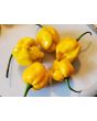 Hot Pepper ‘Trinidad Scorpion Orange’ Seeds (Certified Organic)