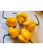 Hot Pepper ‘Trinidad Scorpion Orange’ Seeds (Certified Organic)