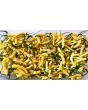 Hot Pepper ‘Aribibi Gusano' AKA 'Caterpillar Pepper' Seeds (Certified Organic)