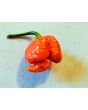 Hot Pepper 'Mustard Moruga Brains x Gator Jigsaw RED CROSS' Seeds (Certified Organic)