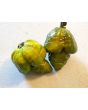 Hot Pepper 'Mustard Moruga Brains x Gator Jigsaw' Seeds (Certified Organic)