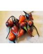 Hot Pepper ‘Biquinho Black' Seeds (Certified Organic)