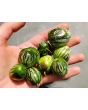 Tzimbalo Melon Pear Seeds (Certified Organic)