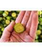 Tzimbalo Melon Pear Seeds (Certified Organic)