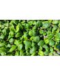 Chijimasai Seeds (Certified Organic)