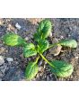 Chijimasai Seeds (Certified Organic)