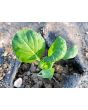 Chijimasai Seeds (Certified Organic)