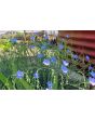 Blue Flax Seeds (Certified Organic)