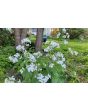 Money Plant AKA Silver Dollar 'Alba' Seeds (Certified Organic)