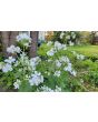 Money Plant AKA Silver Dollar 'Alba' Seeds (Certified Organic)