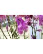 Double Pink Columbine Seeds (Certified Organic)