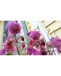Double Pink Columbine Seeds (Certified Organic)