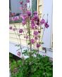 Double Pink Columbine Seeds (Certified Organic)