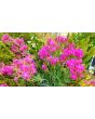 Catchfly/Cottage Pinks/Chimney Pinks Seeds (Certified Organic)