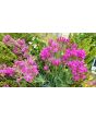 Catchfly/Cottage Pinks/Chimney Pinks Seeds (Certified Organic)