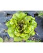 Lettuce 'Freckles' Seeds (Certified Organic)