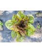 Lettuce 'Freckles' Seeds (Certified Organic)
