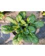 Chijimasai Seeds (Certified Organic)