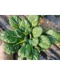 Chijimasai Seeds (Certified Organic)