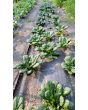 Chijimasai Seeds (Certified Organic)