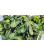 Chijimasai Seeds (Certified Organic)