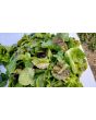 Lettuce 'Freckles' Seeds (Certified Organic)