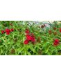 Sweet William 'Single Mixed Colors Pink and Red' Seeds (Certified Organic)