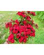 Sweet William 'Single Mixed Colors Pink and Red' Seeds (Certified Organic)