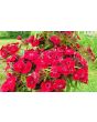 Sweet William 'Single Mixed Colors Pink and Red' Seeds (Certified Organic)
