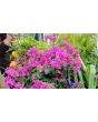Catchfly/Cottage Pinks/Chimney Pinks Seeds (Certified Organic)