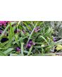 Spiderwort AKA Spider Lily, Purple