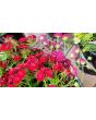 Sweet William 'Single Mixed Colors Pink and Red' Seeds (Certified Organic)