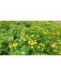 Chrysanthemum 'Golden Ball' Seeds (Certified Organic)