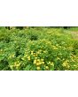 Chrysanthemum 'Golden Ball' Seeds (Certified Organic)